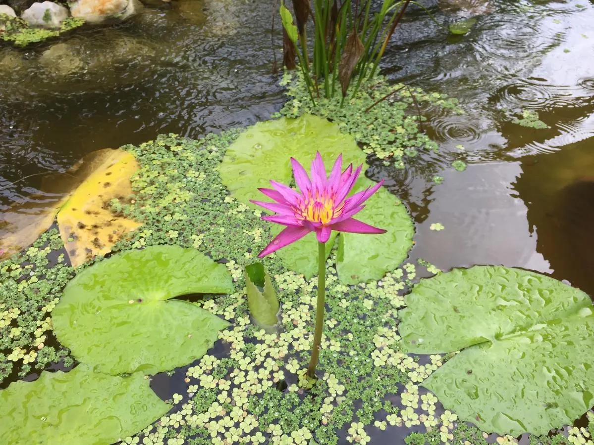 Hotel Green Pepper Garden Khao Lak